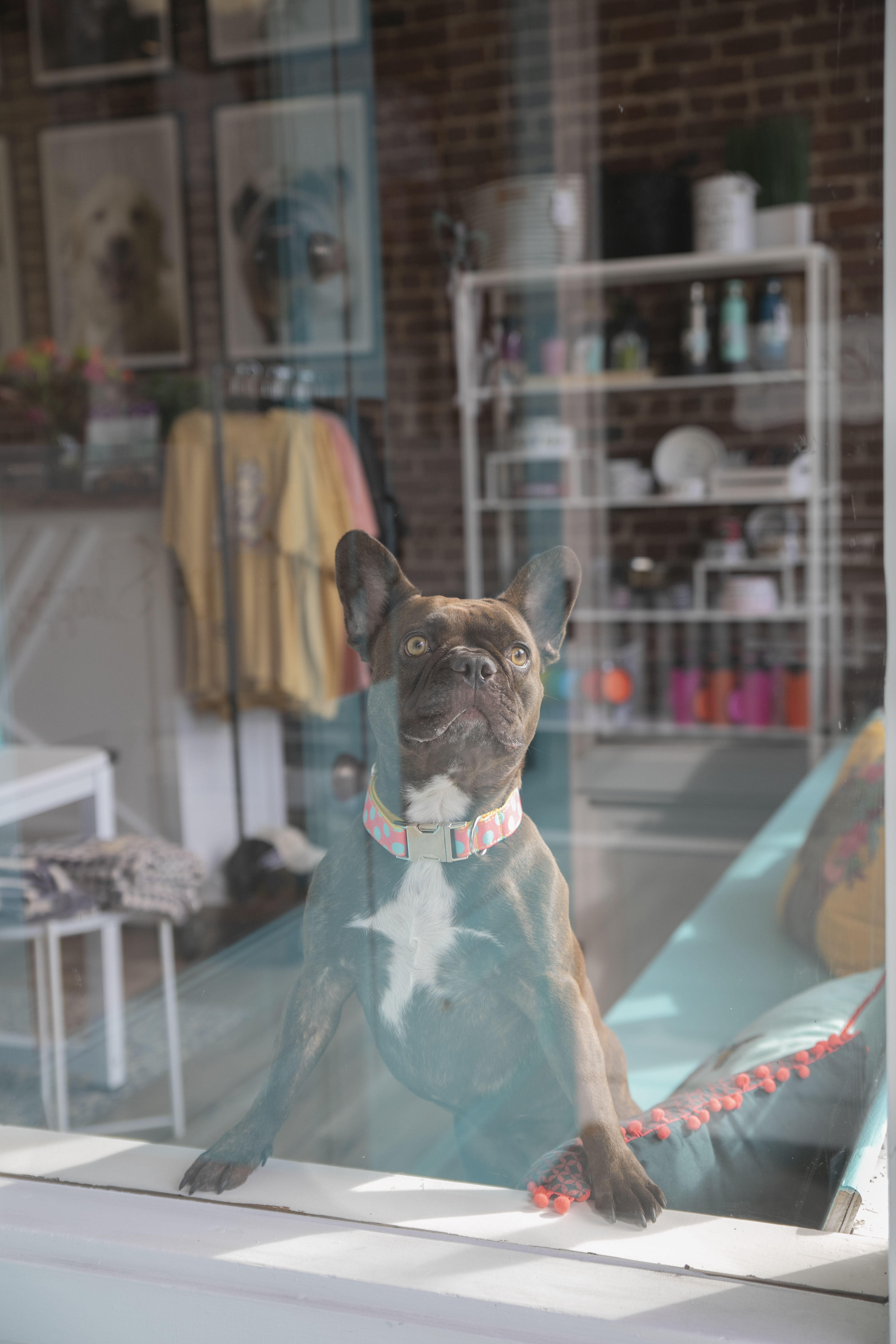 Foxy Roxy s Announces The Dogge Shoppe in Downtown Sonora